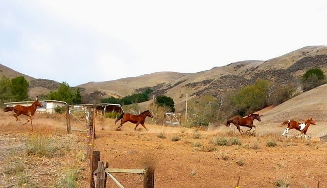 Chaparral Ranch at Milpitas | 3100 Calaveras Rd, Milpitas, CA 95035, USA | Phone: (408) 726-8453
