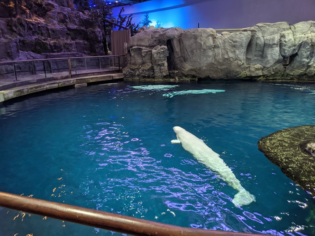 Shedd Aquarium | 1200 S Lake Shore Dr, Chicago, IL 60605, USA | Phone: (312) 939-2438