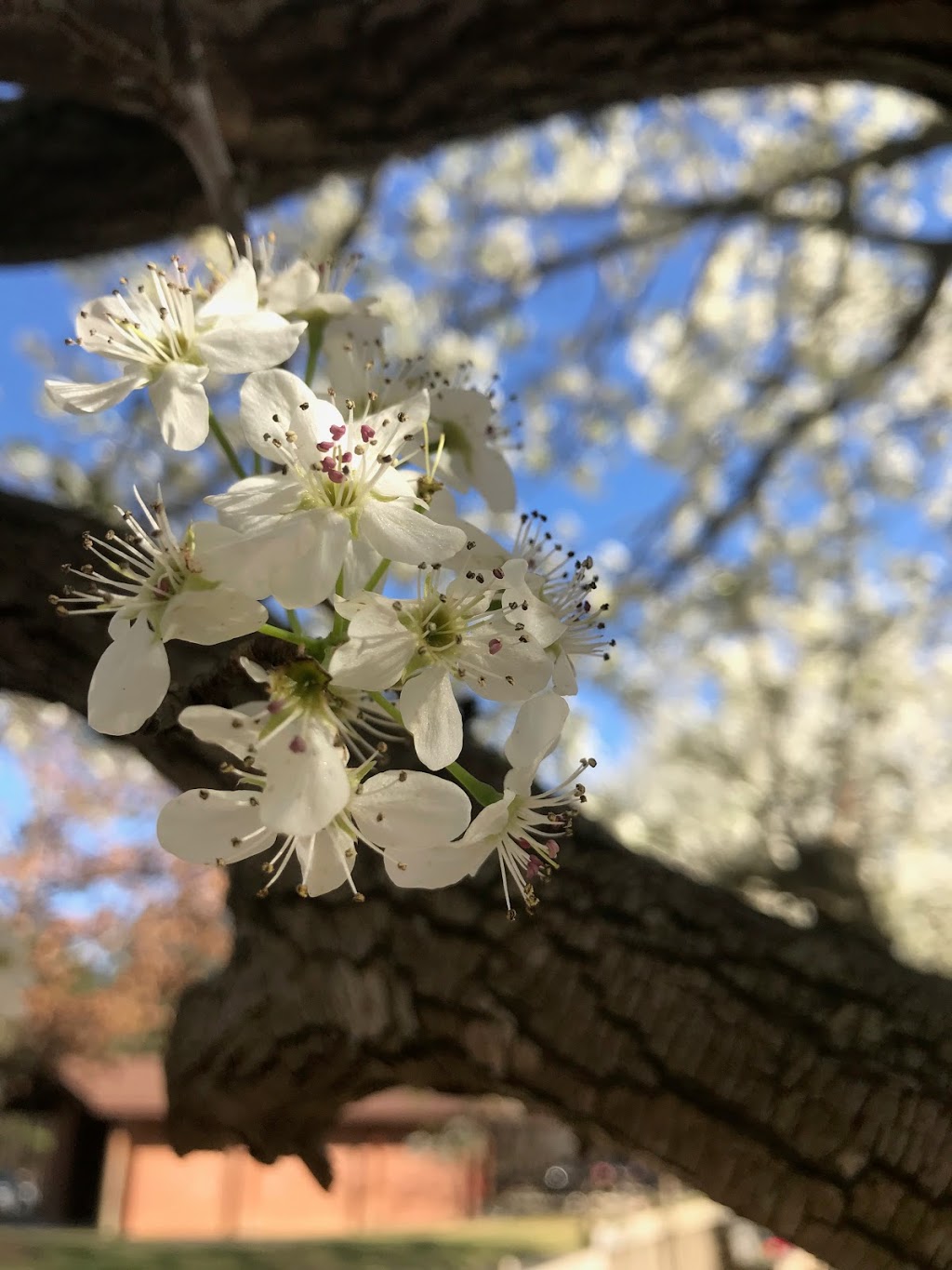 Kelly Road Park | 1609 Kelly Rd, Apex, NC 27502, USA | Phone: (919) 249-3402