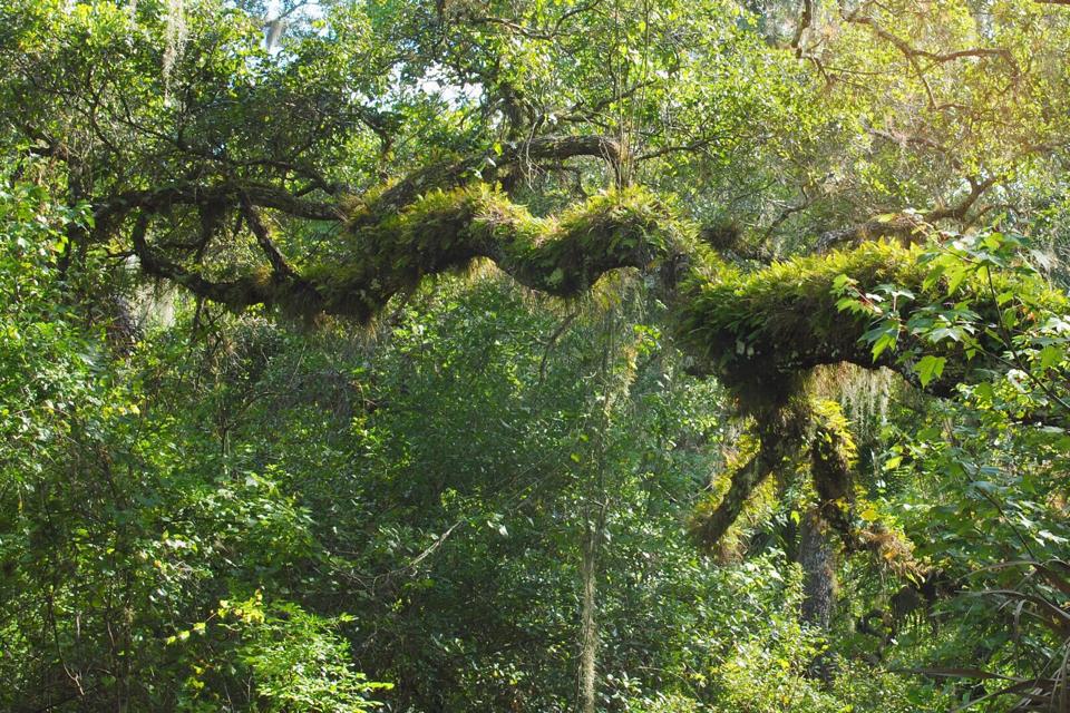 Deer Prairie Creek Horseback Riding | 7001 Forbes Trail, Venice, FL 34292, USA | Phone: (941) 220-5080