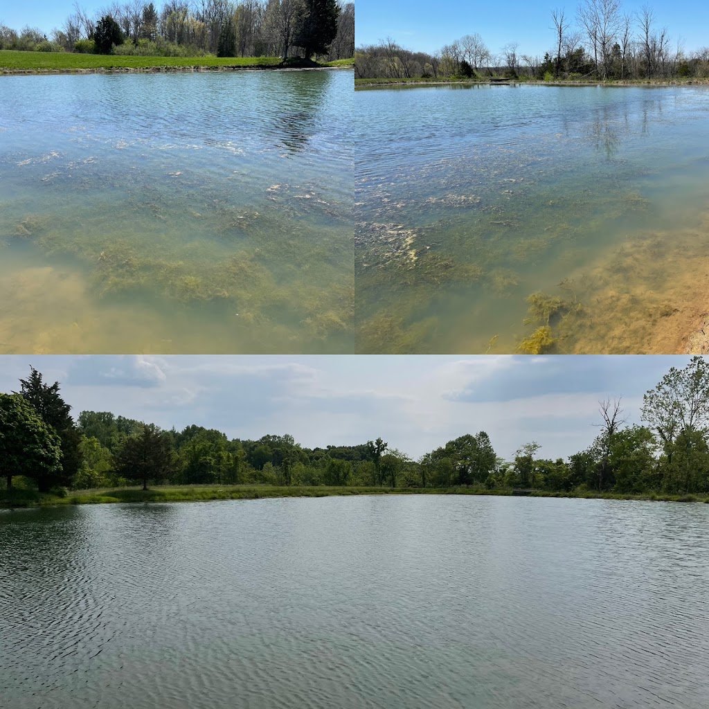 Bellus Aquatic Solutions | 9466 Moody Rd, Moores Hill, IN 47032, USA | Phone: (513) 283-3205