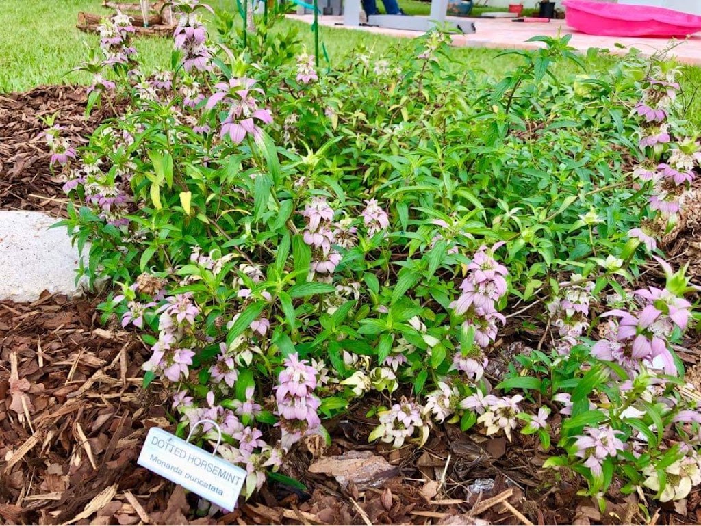 Sakura Dreams Butterfly and Wildlife Habitat | 682 Firestone St NE, Palm Bay, FL 32907, USA | Phone: (760) 237-8180