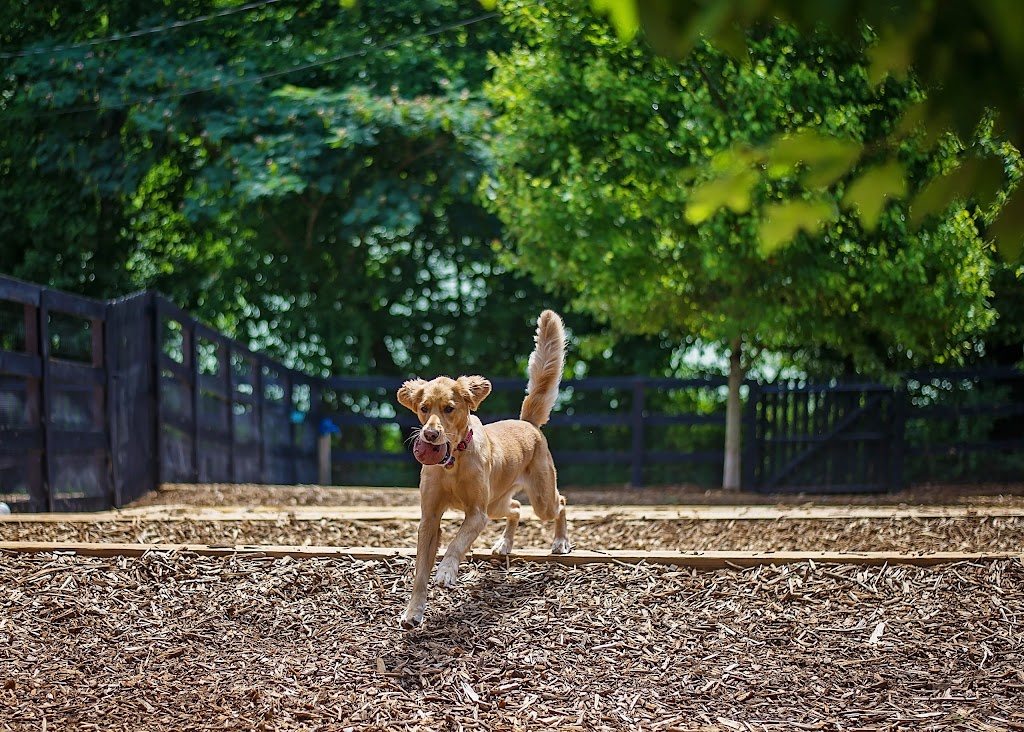 Dogphorias Pampered Pets | 4225 Union Hill Rd, Canton, GA 30115, USA | Phone: (770) 248-0321