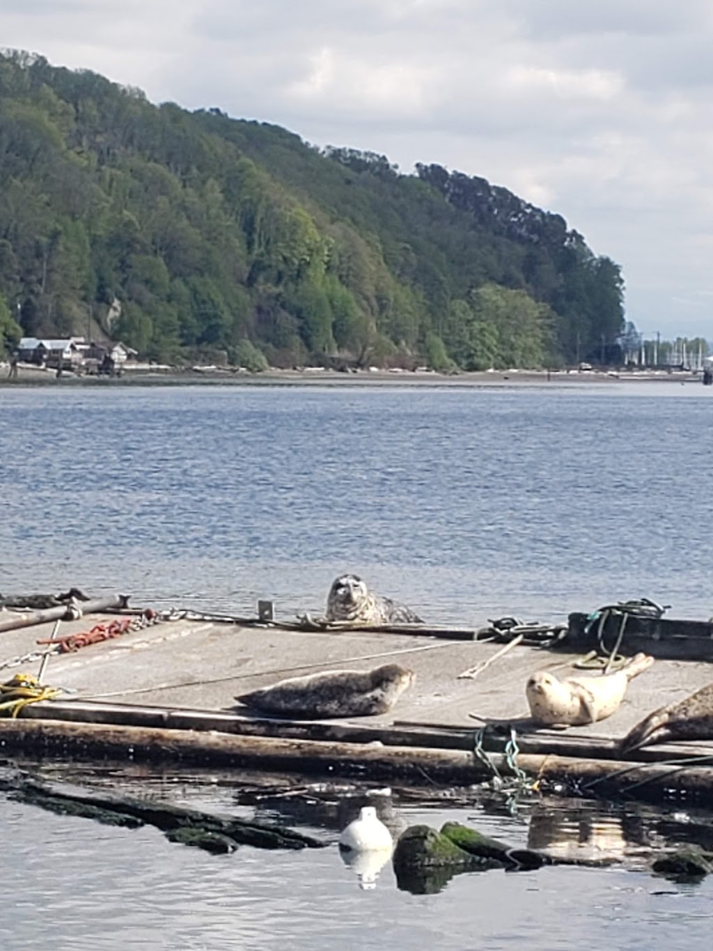 Marina at Browns Point | 5410 Marine View Dr #2, Tacoma, WA 98422, USA | Phone: (253) 272-2827