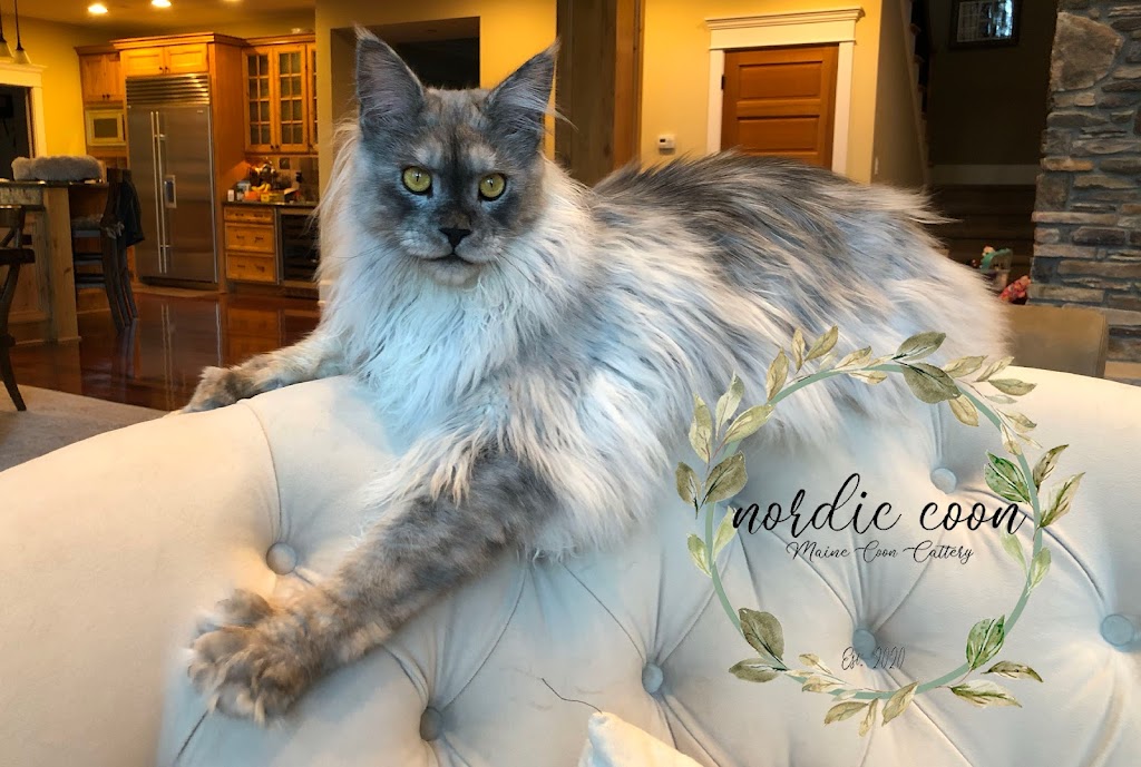 Nordic Coon Maine Coon Cattery | 14320 186th Pl NE, Woodinville, WA 98072, USA | Phone: (425) 260-4287
