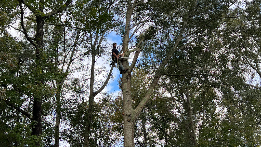 Central Alabama Tree Service | 2107 Lakeview Heights, Clanton, AL 35045, USA | Phone: (334) 322-6462