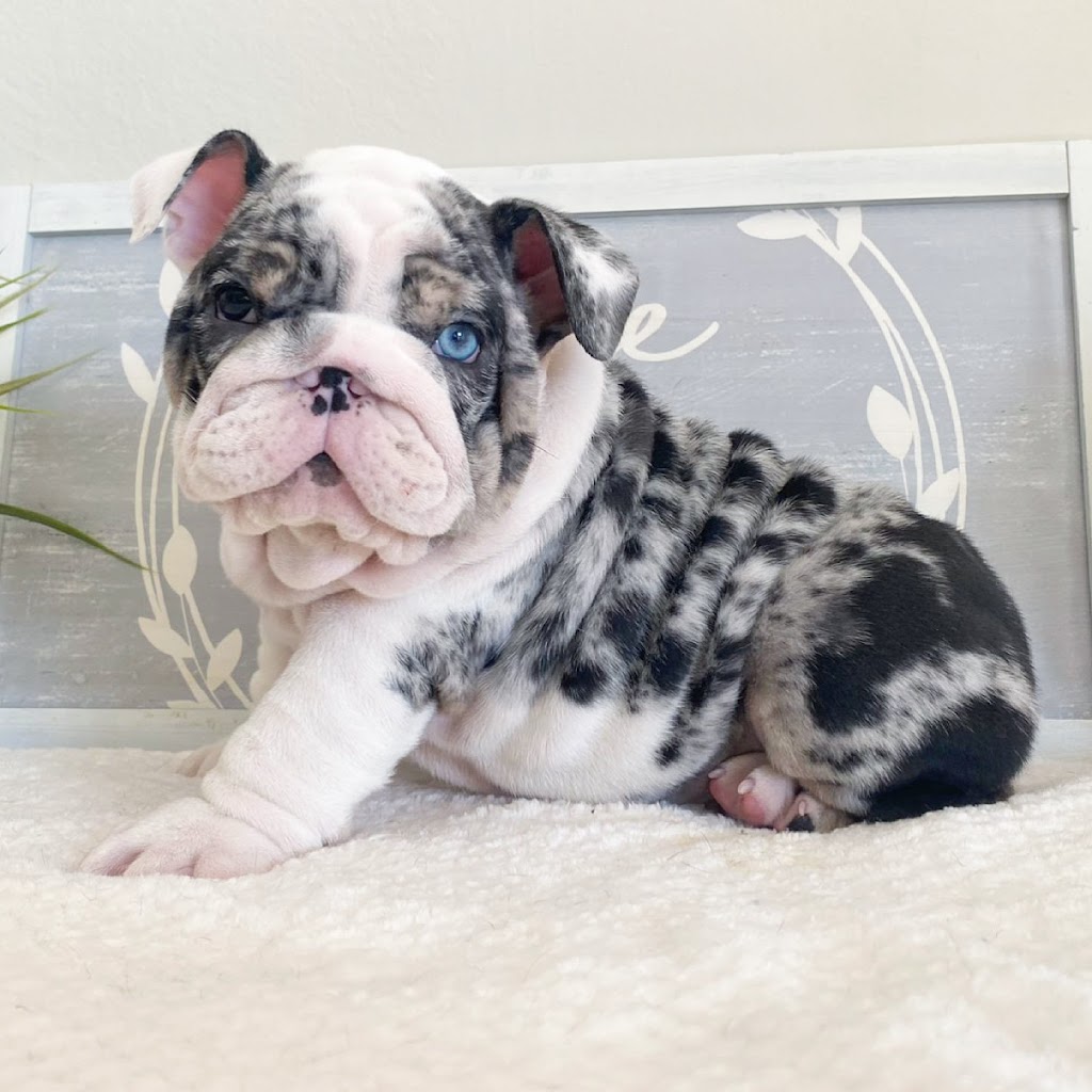 Puppy Love Florida | 773 NW 170th Terrace, Pembroke Pines, FL 33028, USA | Phone: (954) 706-1152