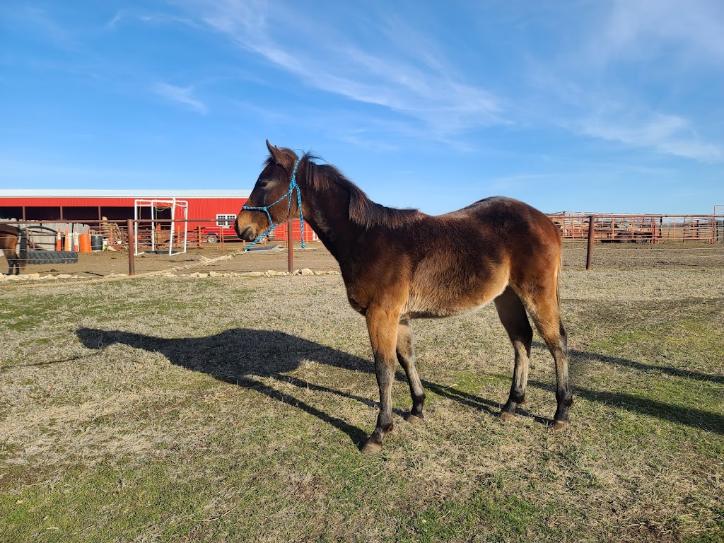 T & M Stables & Minis On a Mission | Delaware, OK 74027, USA | Phone: (918) 629-8549