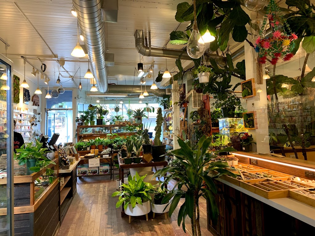 Succulence | 402 Cortland Ave, San Francisco, CA 94110, USA | Phone: (415) 282-2212