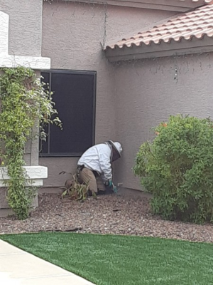 Bulwark Exterminating | 10401 N 91st Ave, Peoria, AZ 85345, USA | Phone: (623) 572-3016