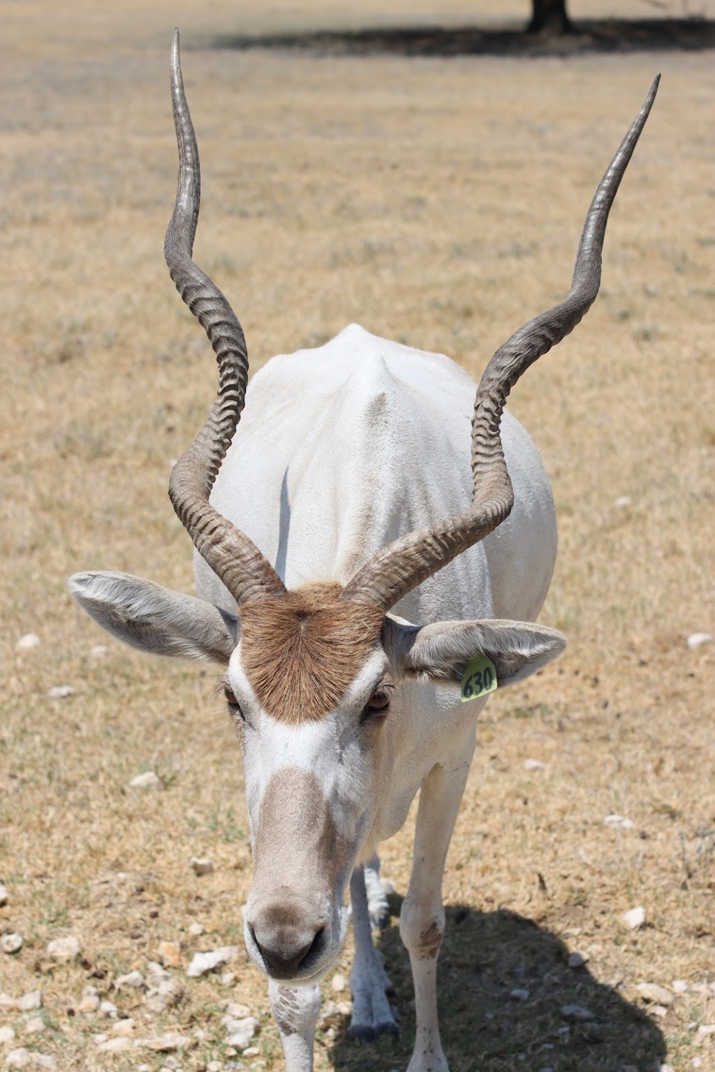 Fossil Rim Wildlife Center | 2299 Co Rd 2008, Glen Rose, TX 76043, USA | Phone: (254) 897-2960