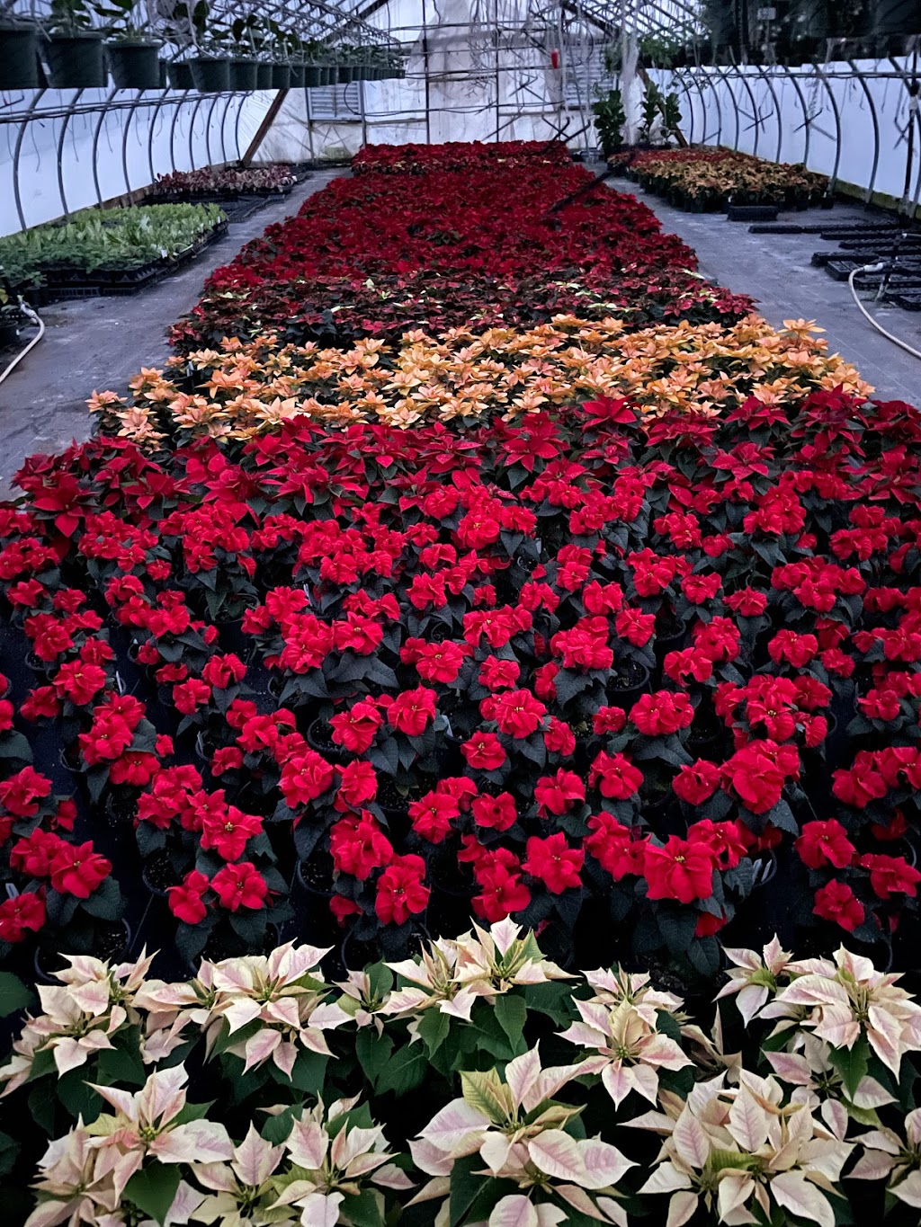 Gunters Greenhouse | 4618 Angier Ave, Durham, NC 27703, USA | Phone: (919) 596-3592