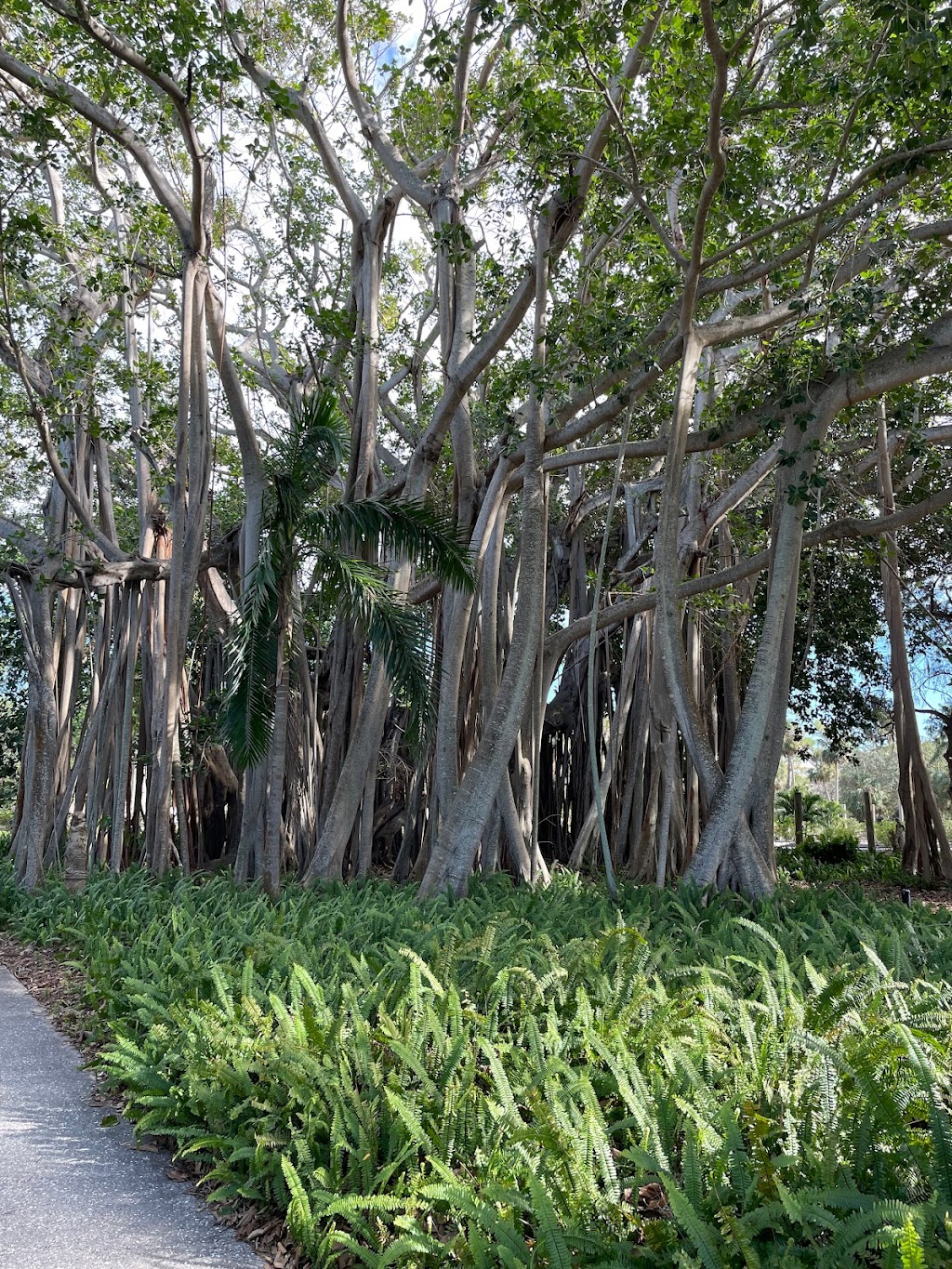 Mable Ringling Rose Garden at The Ringling | 5401 Bay Shore Rd, Sarasota, FL 34243, USA | Phone: (941) 359-5700