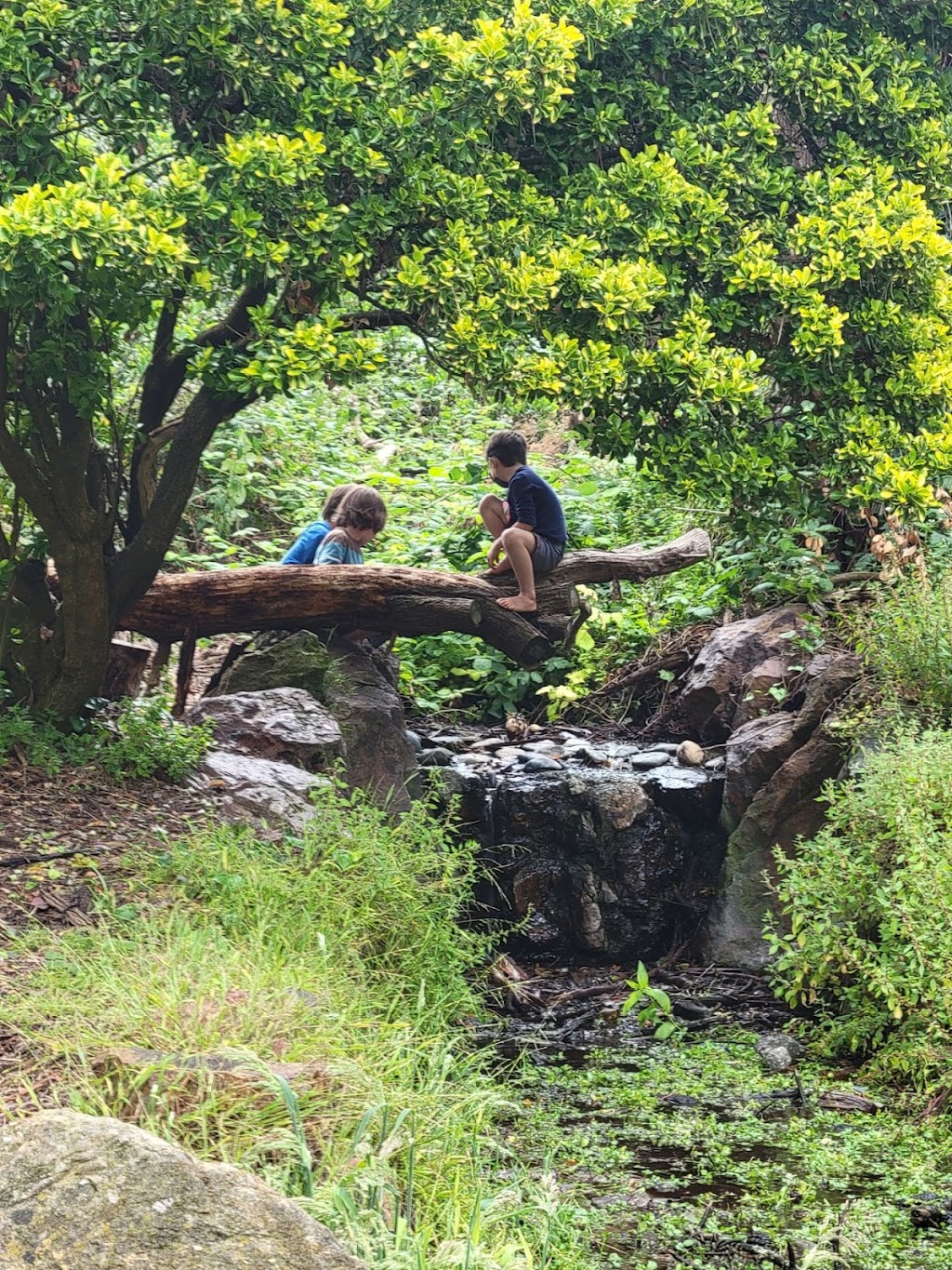 Little Forest Explorers, LLC | 185 Lake Dr, San Bruno, CA 94066, USA | Phone: (650) 430-4031