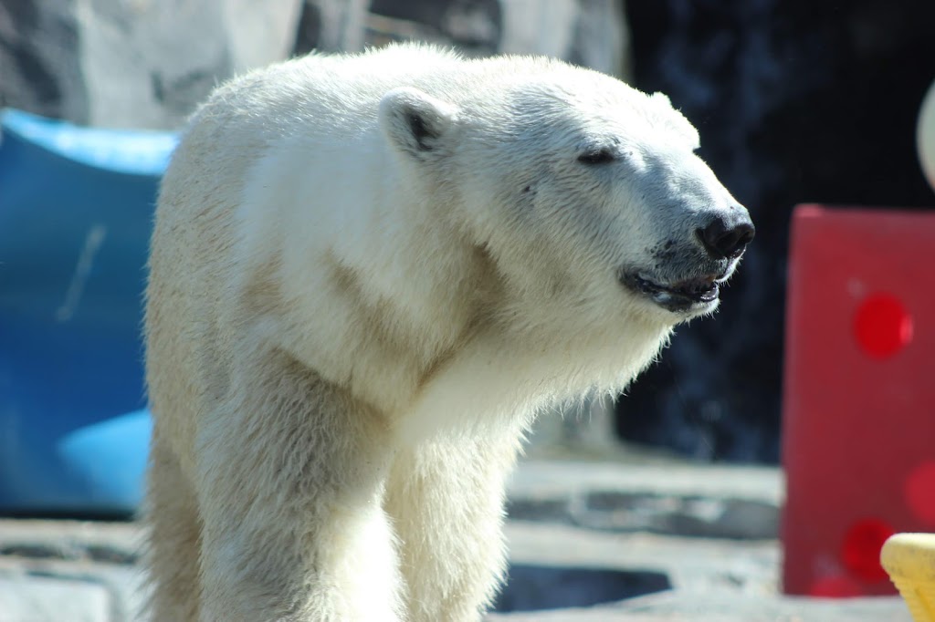 Polar Bear Exhibit | 4731 OMalley Rd, Anchorage, AK 99507, USA | Phone: (907) 346-2133