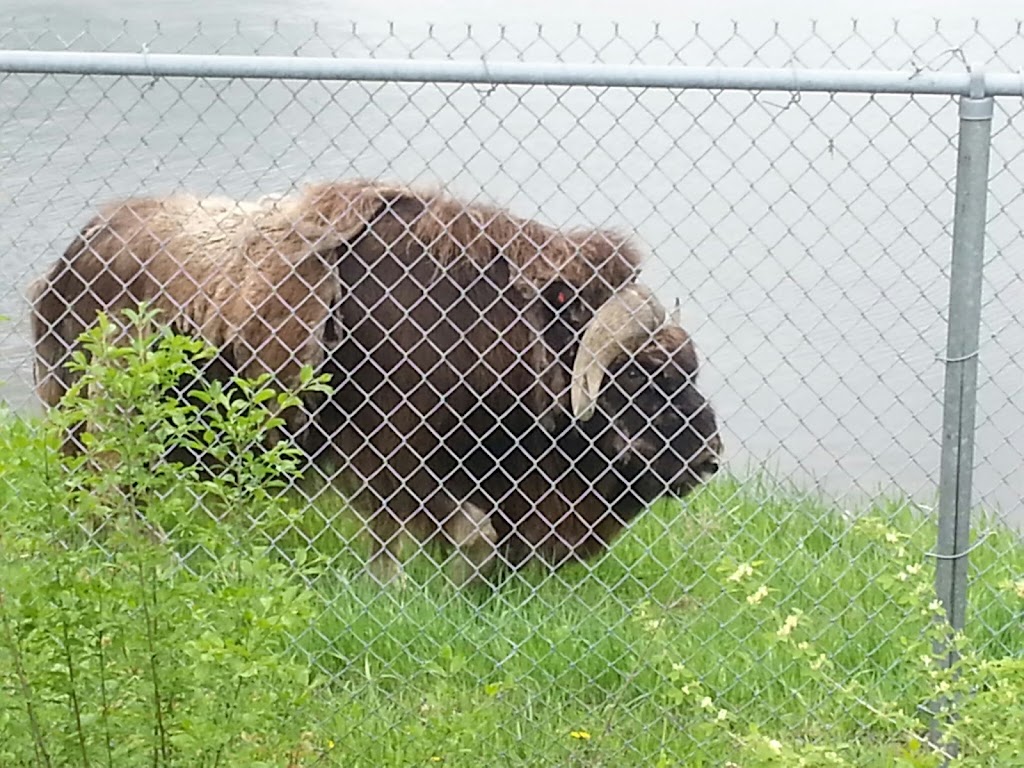 Musk Ox | Apple Valley, MN 55124, USA | Phone: (952) 431-9200