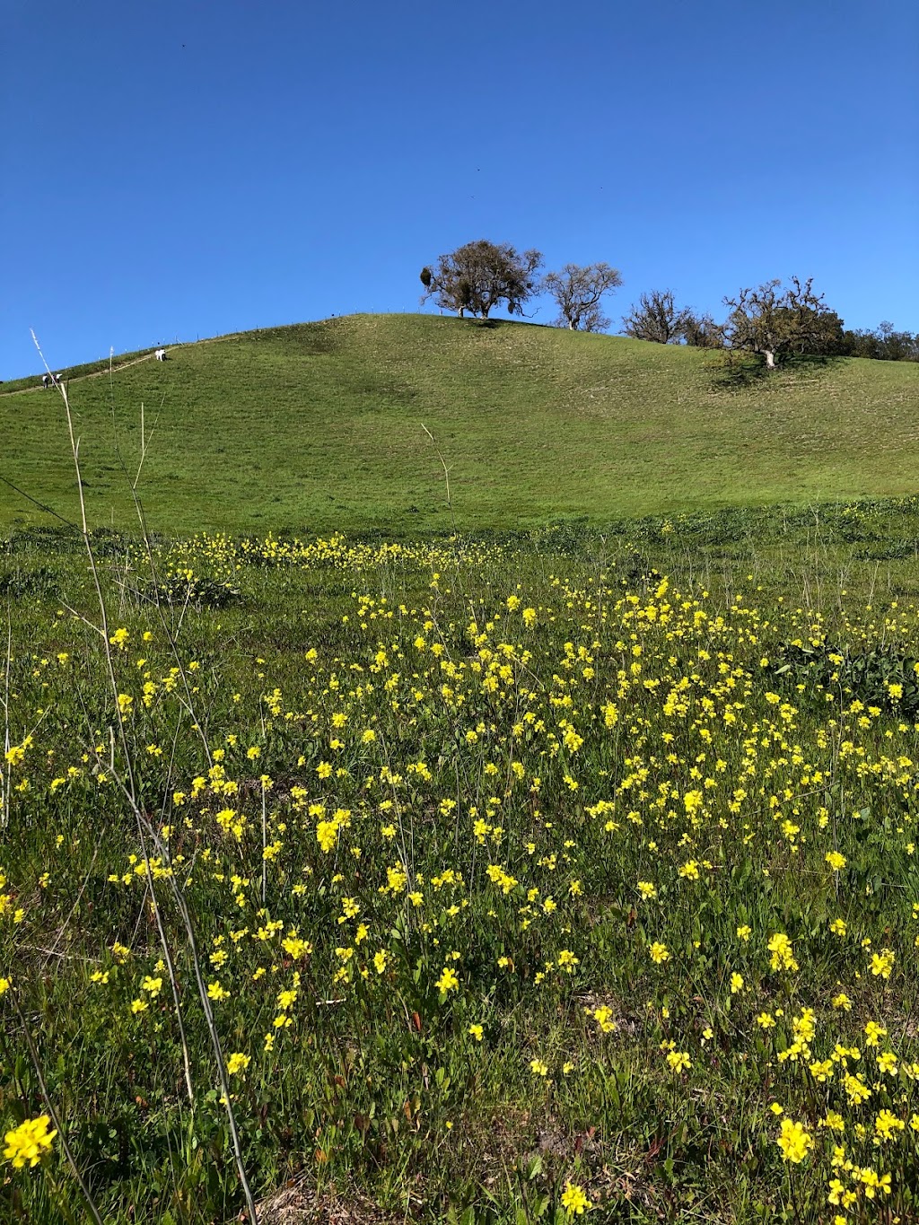 Sycamore Valley Open Space Preserve | 1904 Camino Tassajara, Danville, CA 94526, USA | Phone: (888) 327-2757