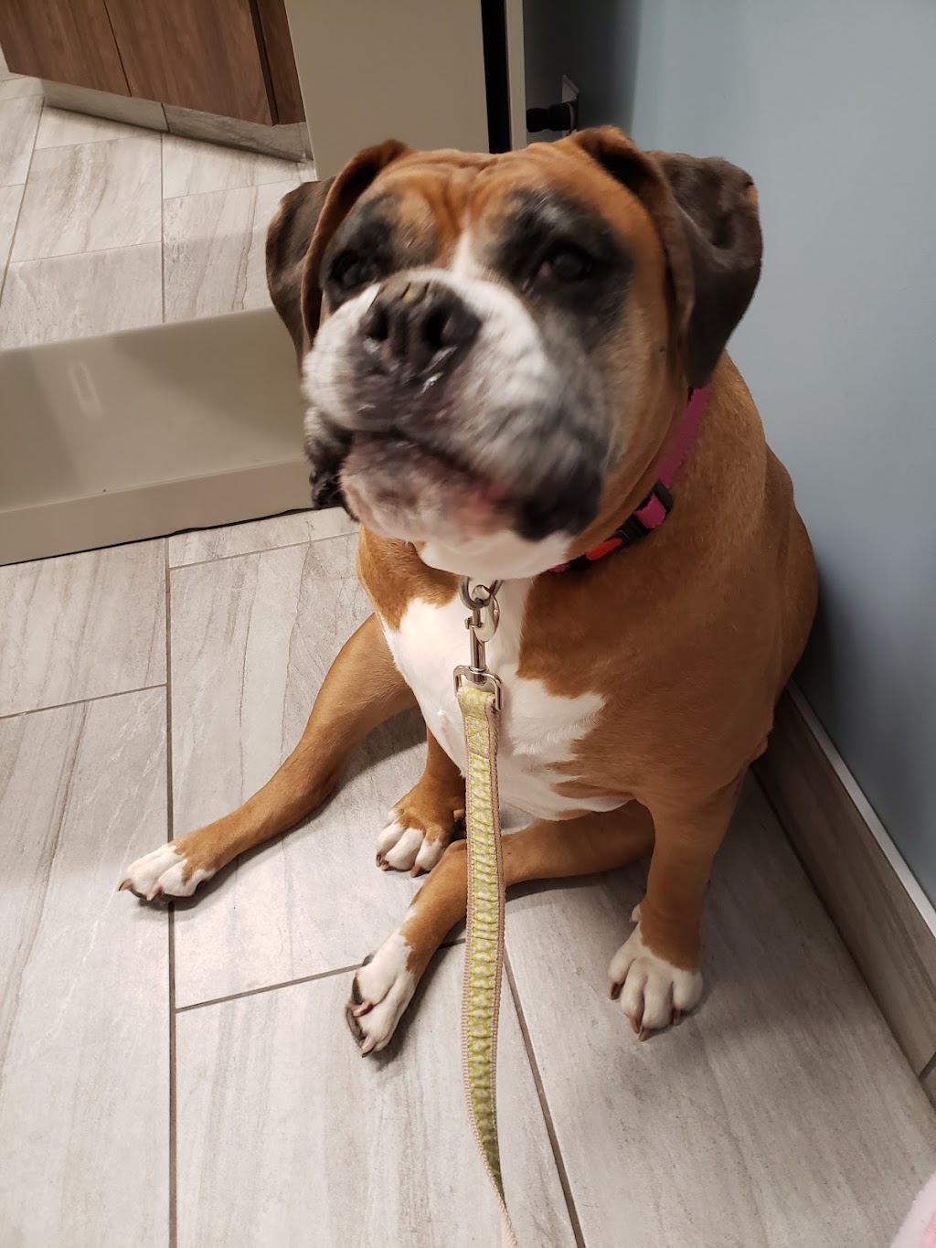 Shiloh Veterinary Clinic | 830 N Green Mt Rd, Swansea, IL 62221, USA | Phone: (618) 622-3778