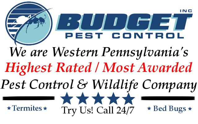 Budget Pest Control, Inc. | 3801 McKnight E Dr, Pittsburgh, PA 15237, USA | Phone: (412) 318-4912