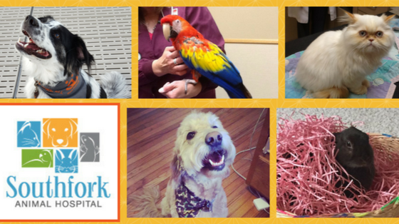 Southfork Animal Hospital | 17445 Kenrick Ave, Lakeville, MN 55044, USA | Phone: (952) 892-7970