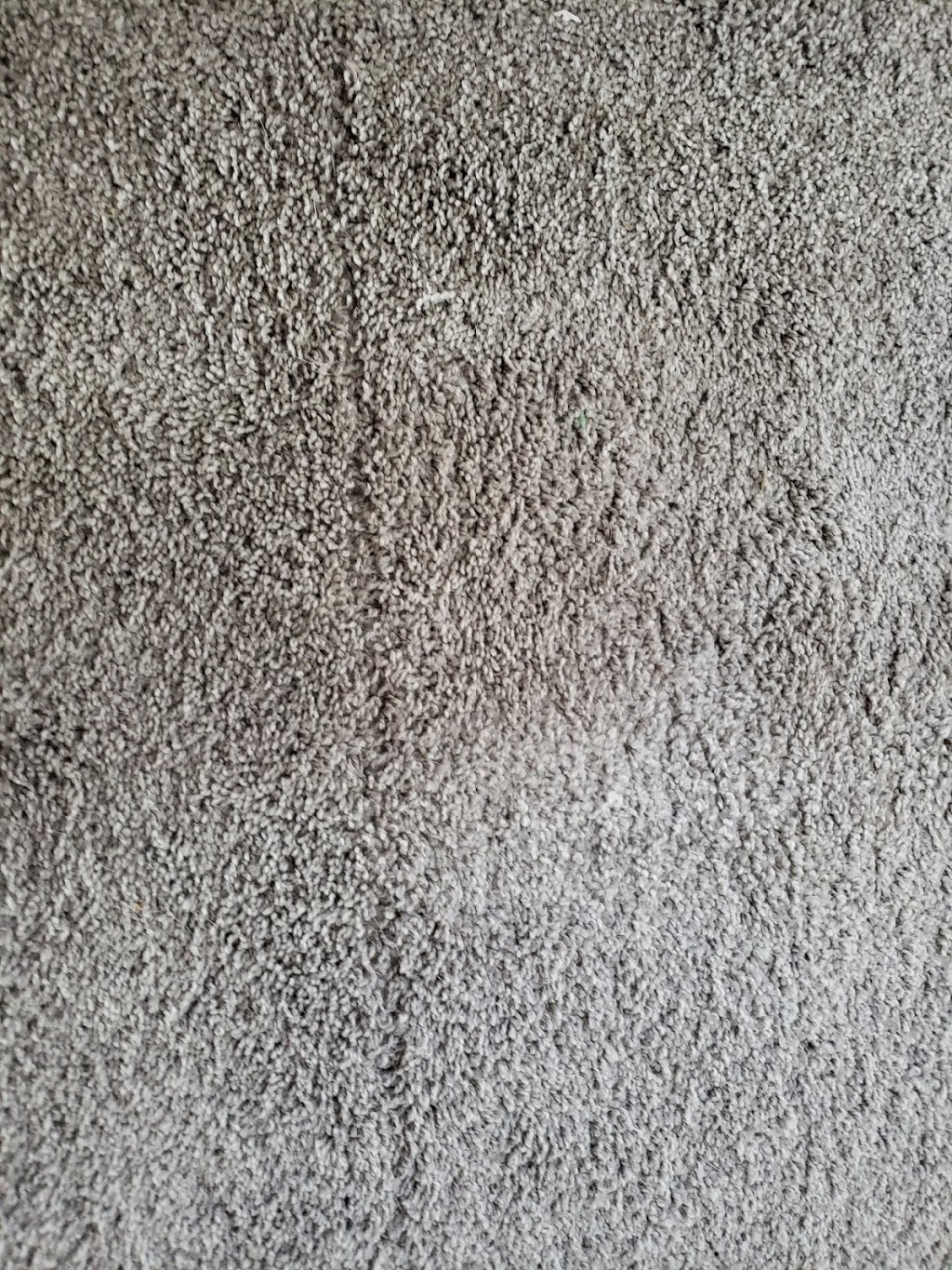 T C Carpet Care | 231 N Fair Oaks Ave, Madison, WI 53714 | Phone: (608) 243-1550