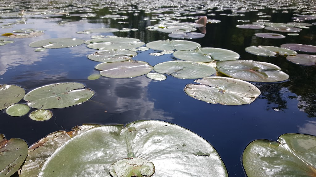 Hook Lake Bog State Natural Area | Oregon, WI 53575, USA | Phone: (888) 936-7463