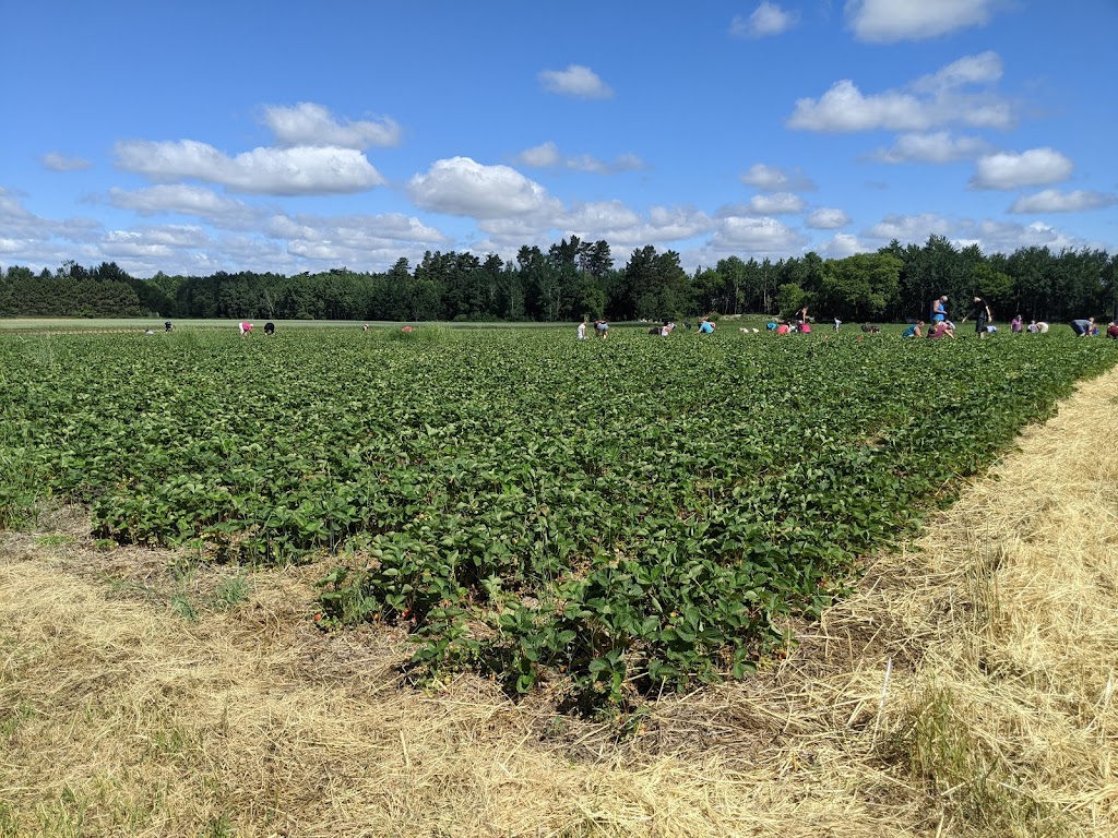 Rods Berry Farm | 28624 Zodiac St NE, North Branch, MN 55056, USA | Phone: (651) 674-8765