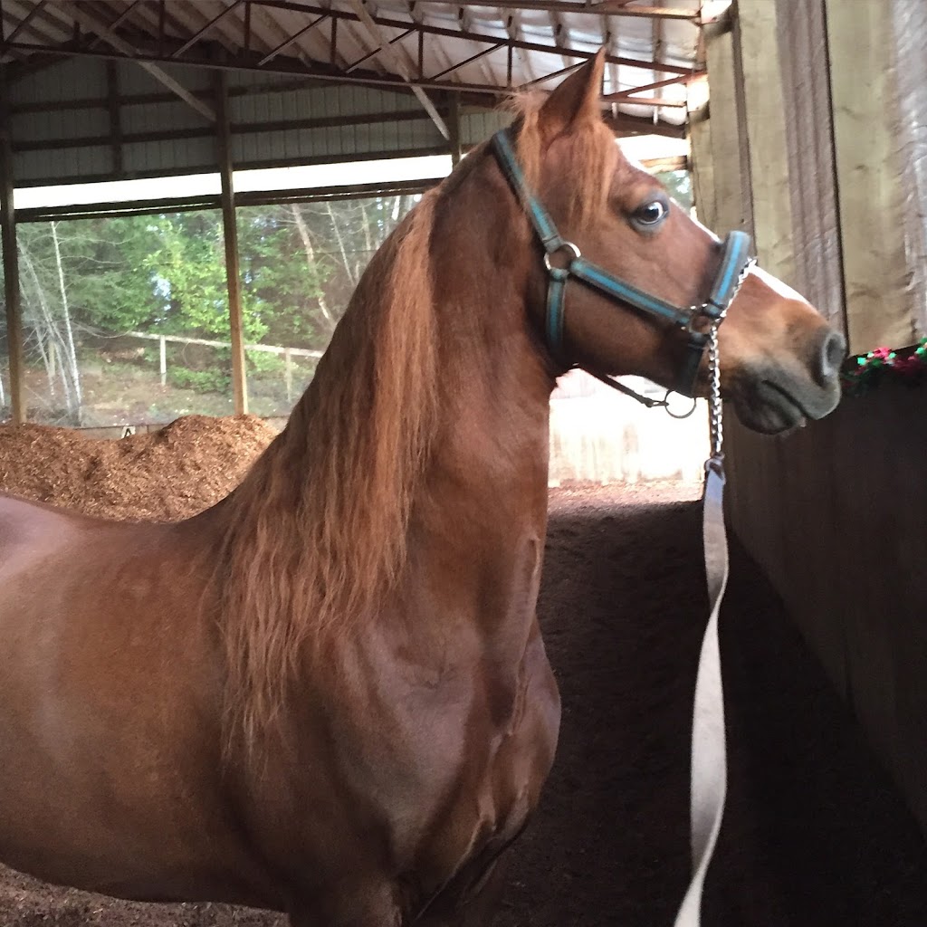 Timber Creek Stables | 19920 SE 210th St, Maple Valley, WA 98038 | Phone: (206) 200-2099