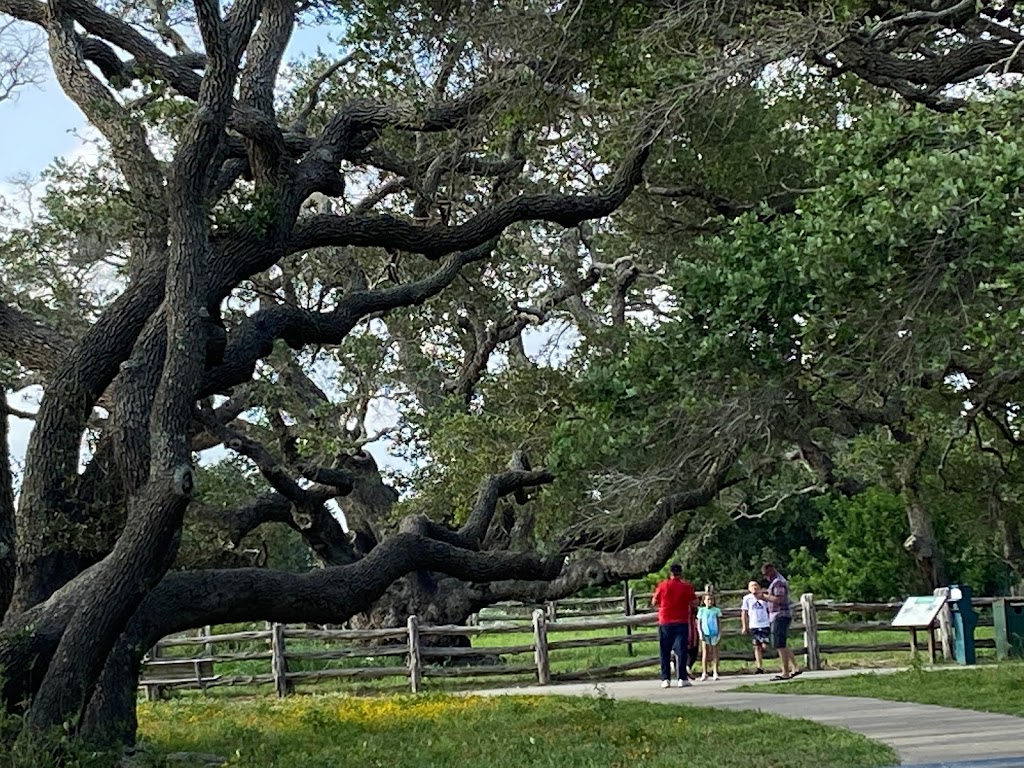 The Big Tree | 1622 12th St, Rockport, TX 78382, USA | Phone: (361) 729-2858
