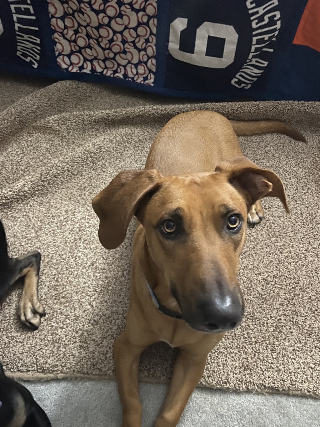 Affordable Veterinary Clinic | 304 E Columbia Ave, Belleville, MI 48111, USA | Phone: (734) 699-3800