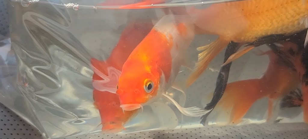 Ornamental Pond Fish, Inc. | 301 Thorn Rd, Port Allen, LA 70767, USA | Phone: (225) 343-4002