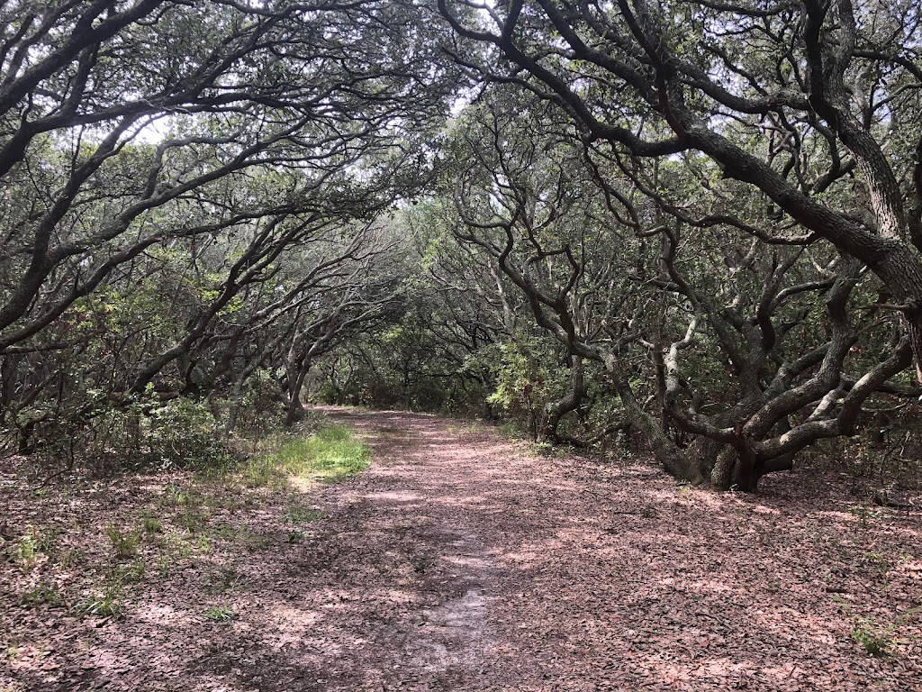 Pine Island Audubon Sanctuary | 300 Audubon Dr, Corolla, NC 27927, USA | Phone: (252) 453-0603