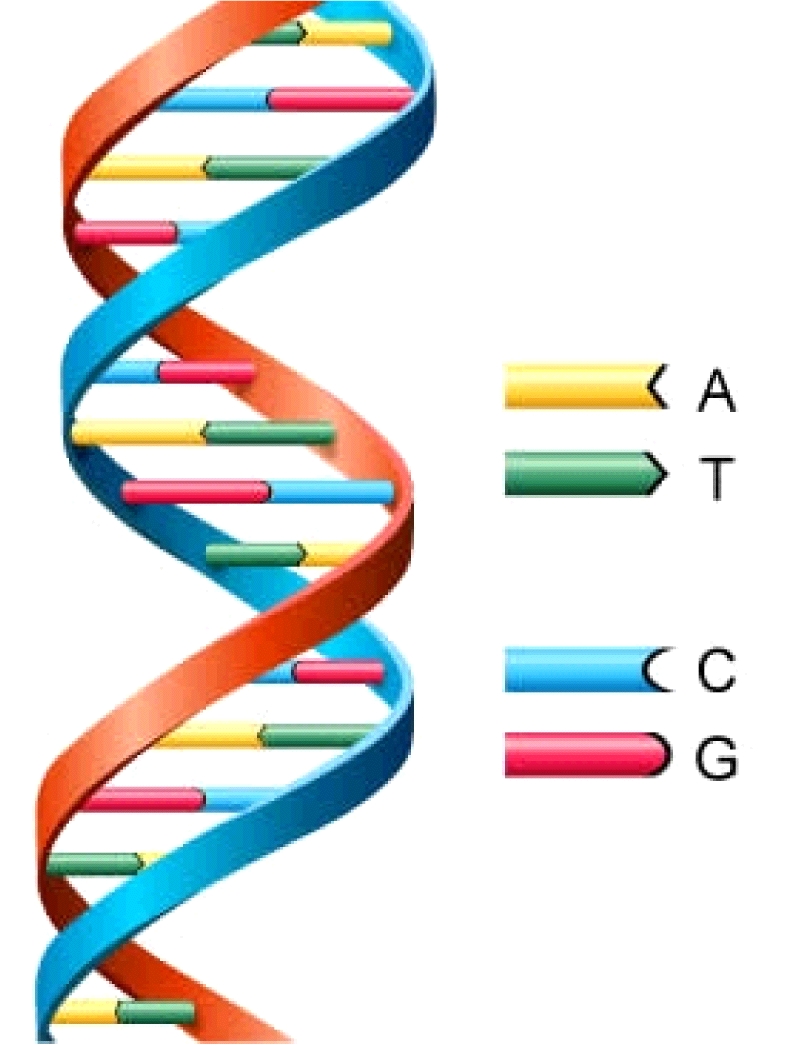 DNA North America - Rancho Cucamonga | 11810 Sebastian Way Ste 104, Rancho Cucamonga, CA 91730, USA | Phone: (800) 401-3602