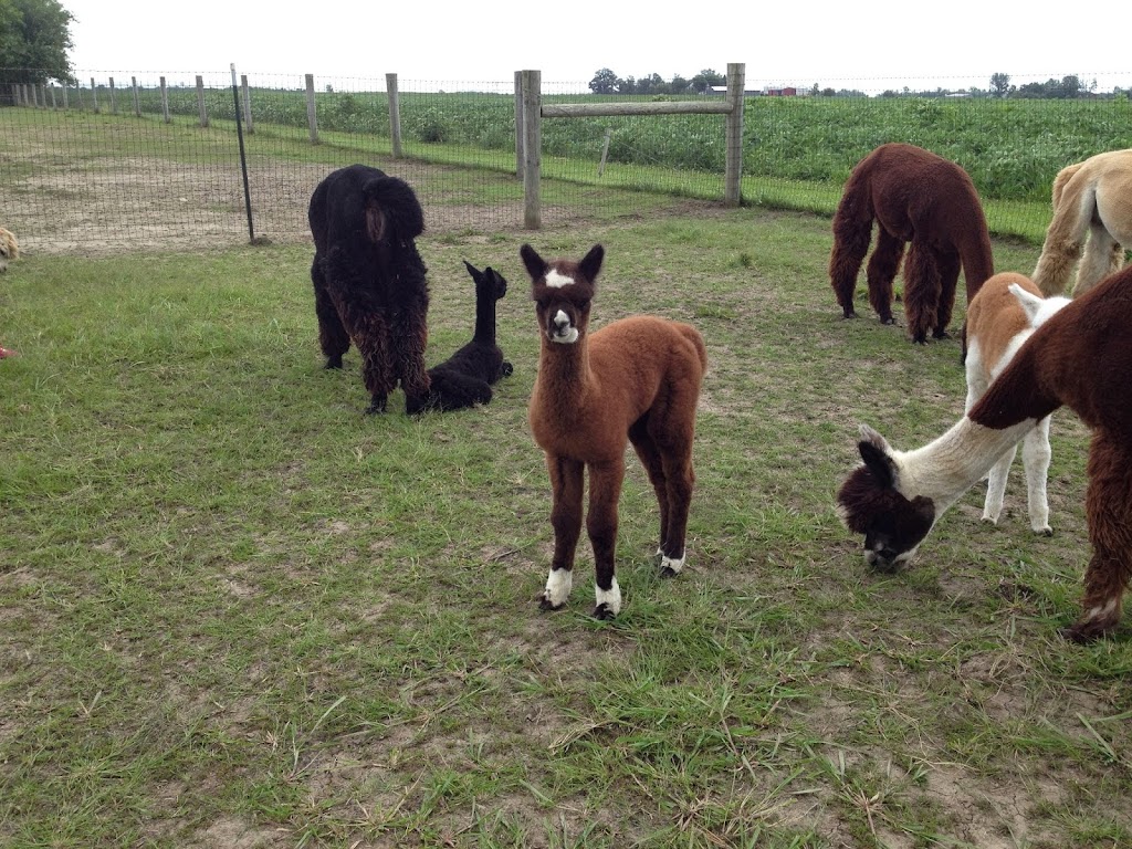 A & R Alpaca Farm and Gift Shop | 10981 US-22, Williamsport, OH 43164, USA | Phone: (614) 361-8789