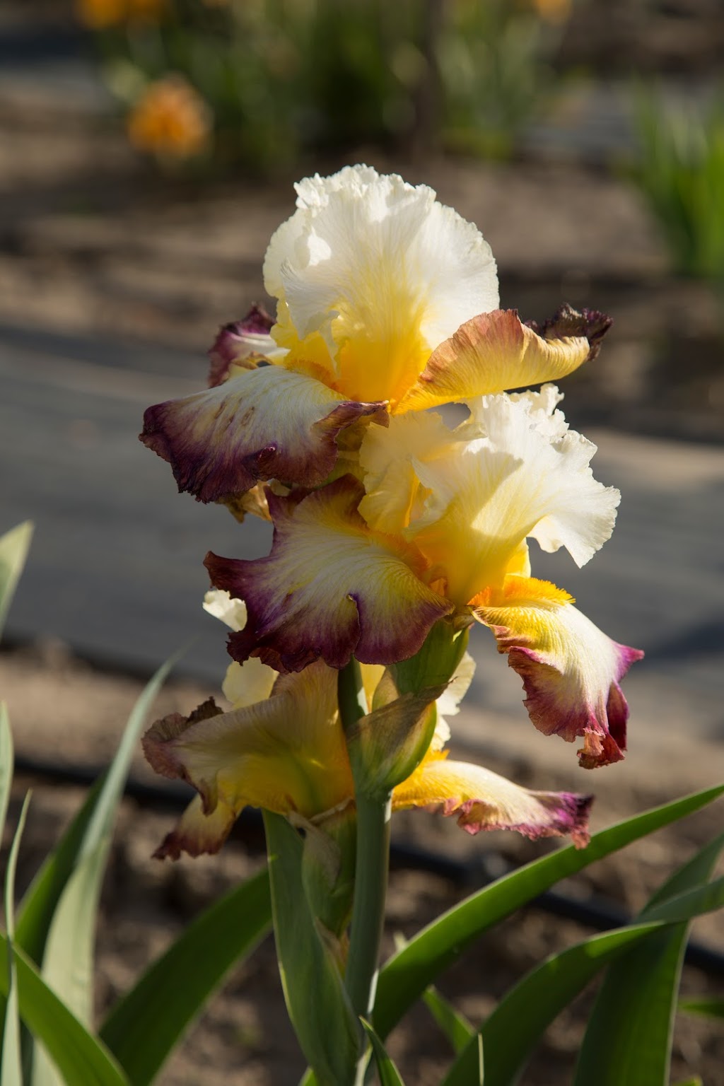 JoAnns Iris Garden | 1325 N Hesse Ln, Eagle, ID 83616, USA | Phone: (208) 230-0769