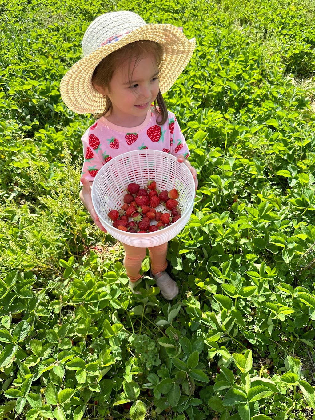Dorans Farm Market | 5462 Babbitt Rd, New Albany, OH 43054, USA | Phone: (614) 855-3885