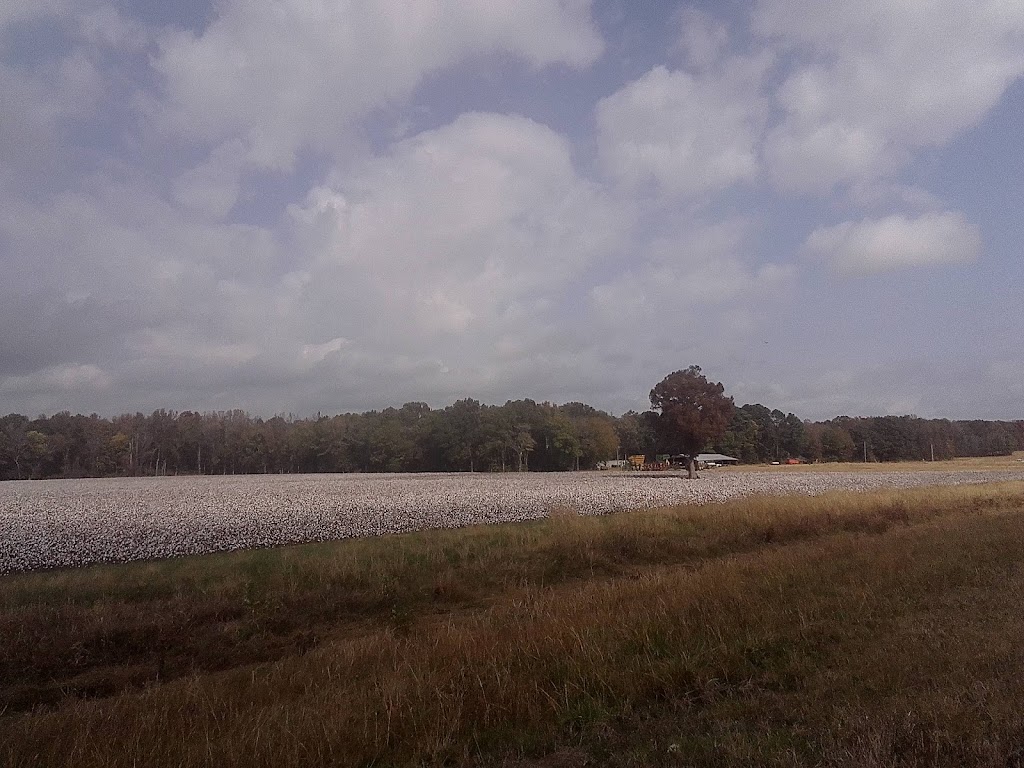 Cotton Field-4TN4 | 12630 Coburn Rd, Eads, TN 38028, USA | Phone: (901) 853-3963