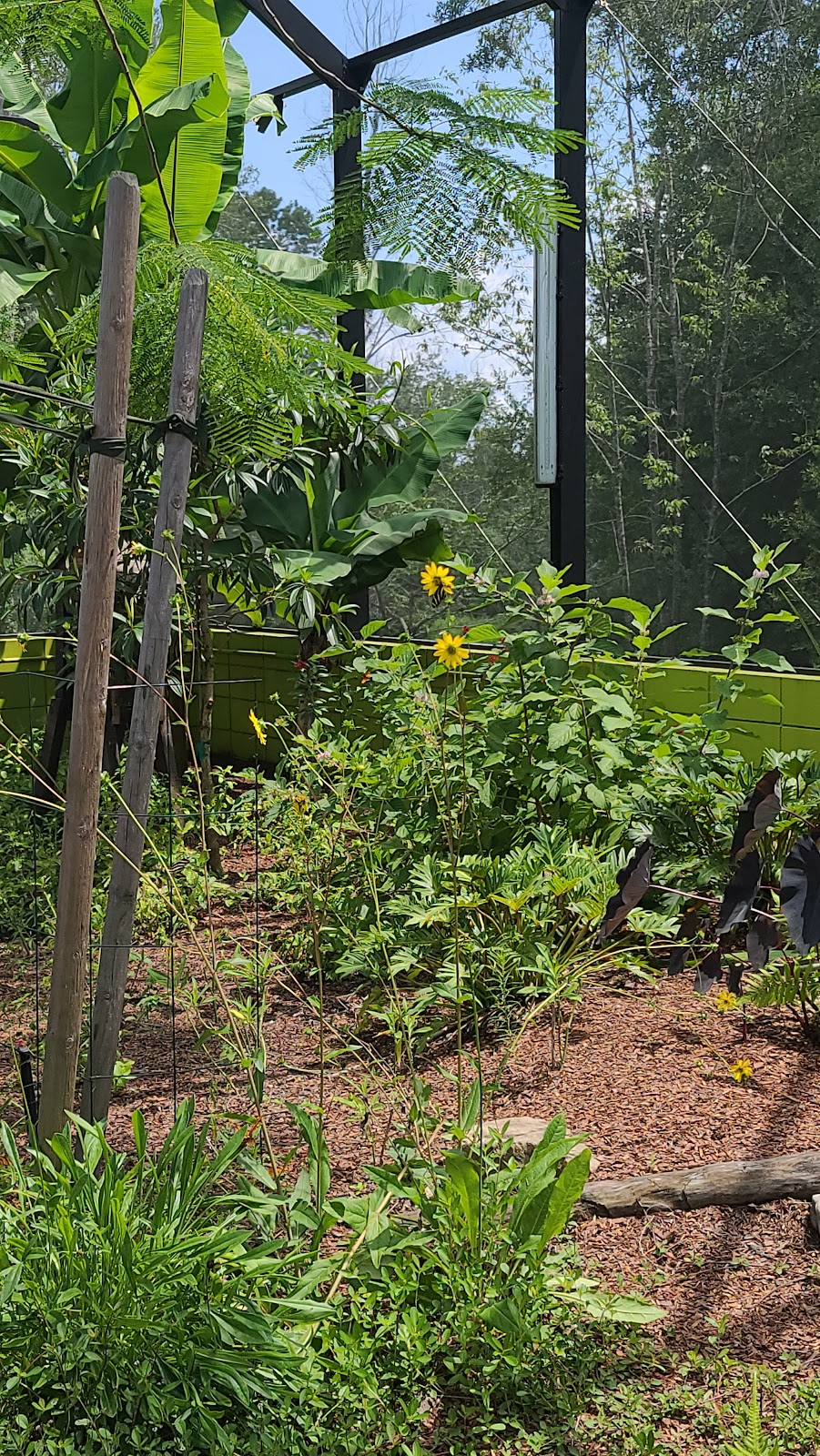 Zoey’s Butterfly House | 940 Bonnet Spgs Blvd, Lakeland, FL 33815, USA | Phone: (863) 732-7000