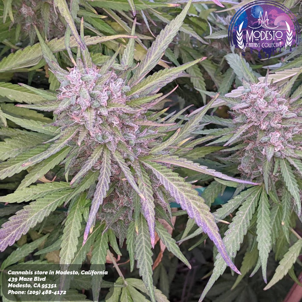 Modesto Cannabis Collective - Dispensary | 439 Maze Blvd, Modesto, CA 95351, USA | Phone: (209) 488-4172
