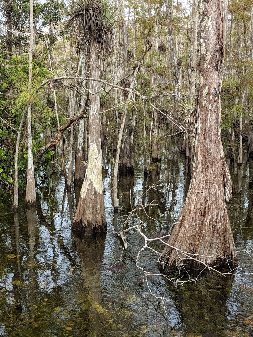 Big Cypress National Preserve | 33100 Tamiami Trail E, Ochopee, FL 34141, USA | Phone: (239) 695-2000