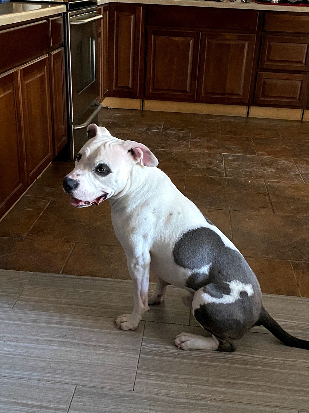 Phoenix Veterinary Referral & Emergency Center | 4015 E Cactus Rd, Phoenix, AZ 85032, USA | Phone: (602) 765-3700