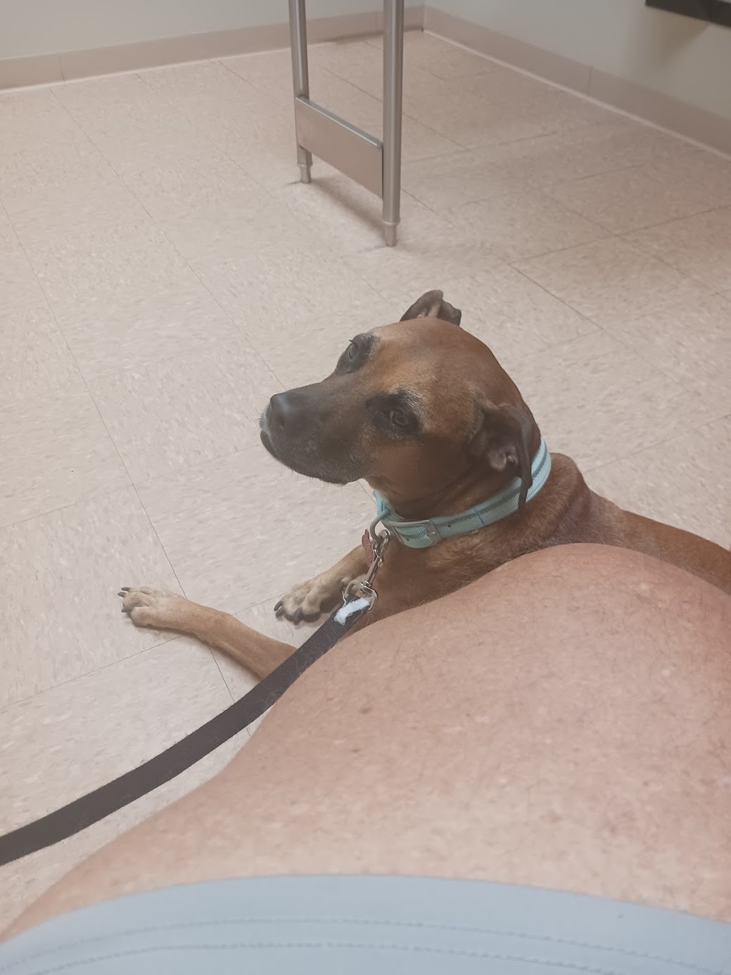 Lake Panasoffkee Animal Clinic | 1310 N County Rd 470, Lake Panasoffkee, FL 33538, USA | Phone: (352) 569-4018