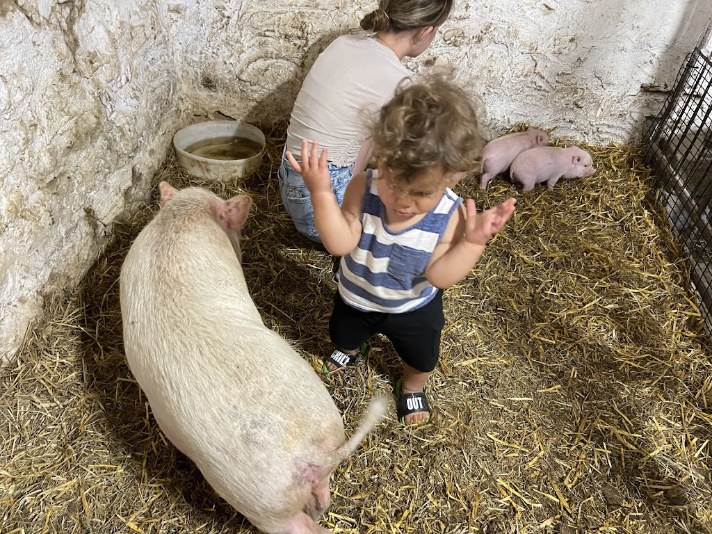 Havens Petting Farm | 2894 Erbe Rd, Blue Mounds, WI 53517, USA | Phone: (608) 513-5816