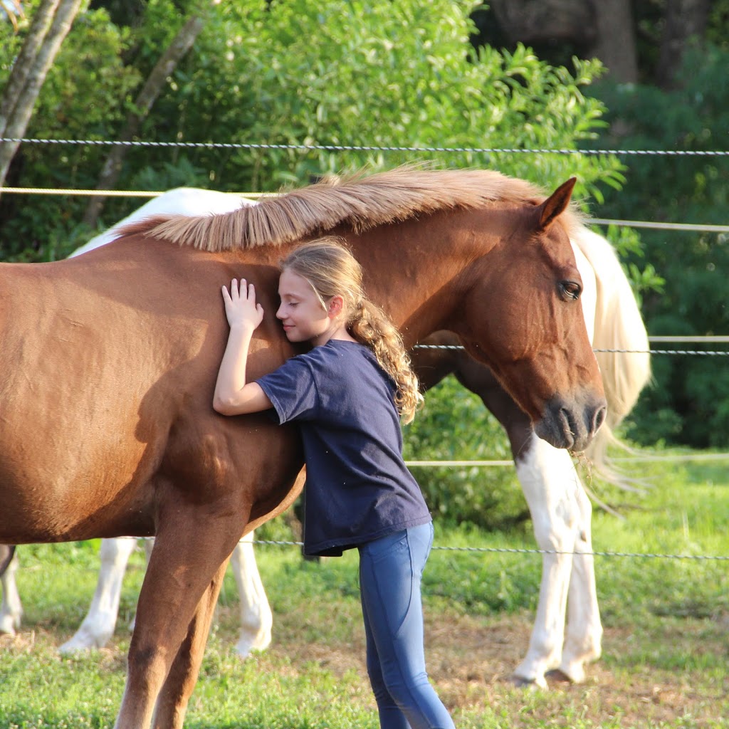 Cloudy Skies Equestrian | 14661 W Palomino Dr, Southwest Ranches, FL 33330, USA | Phone: (305) 989-0967