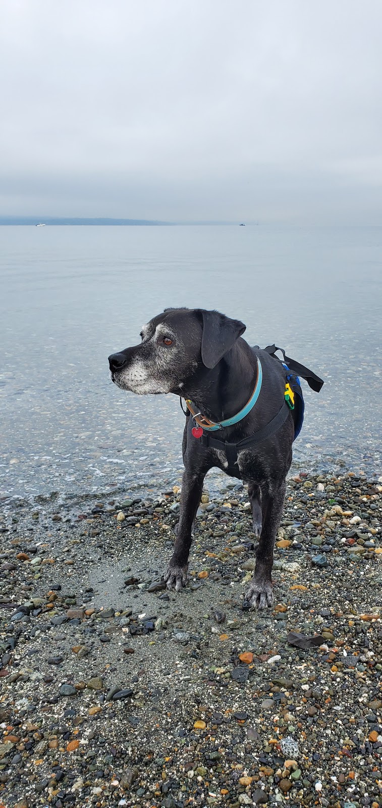 Golden Gardens Off Leash Area | 8498 Seaview Pl NW, Seattle, WA 98117, USA | Phone: (206) 684-4075
