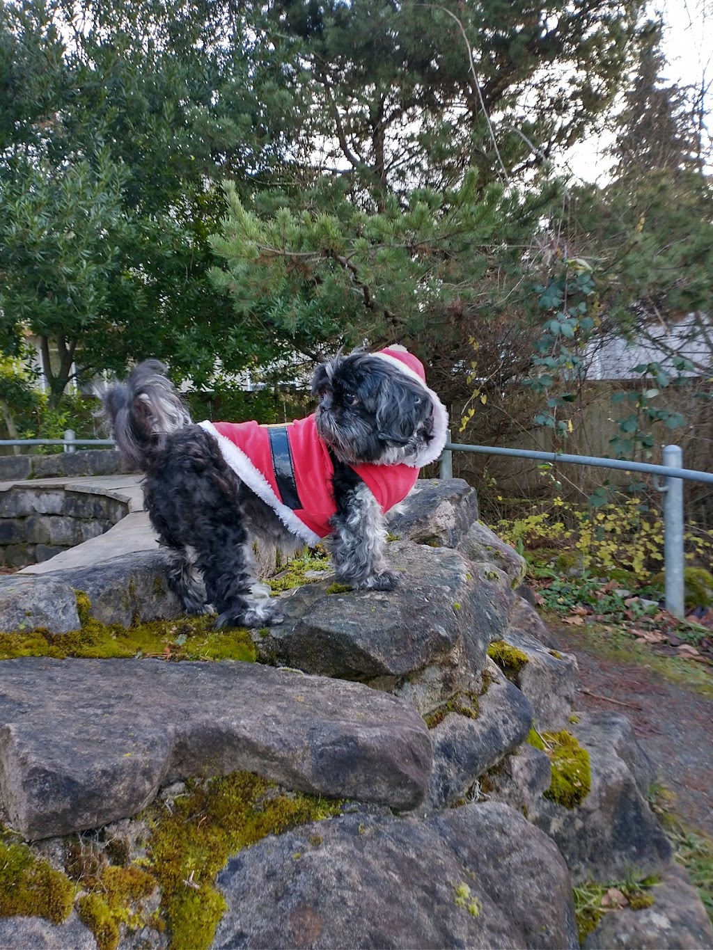 Bridge Animal Referral Center | 8401 Main St, Edmonds, WA 98026, USA | Phone: (425) 697-2272