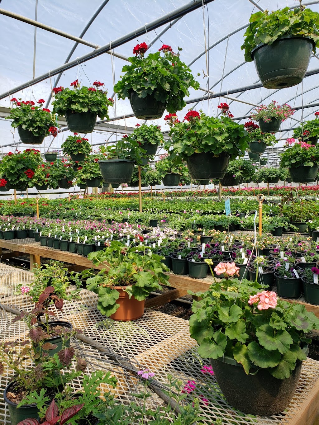 Tarheel Nursery | 7160 Old Stage Rd N, Angier, NC 27501, USA | Phone: (919) 639-4598