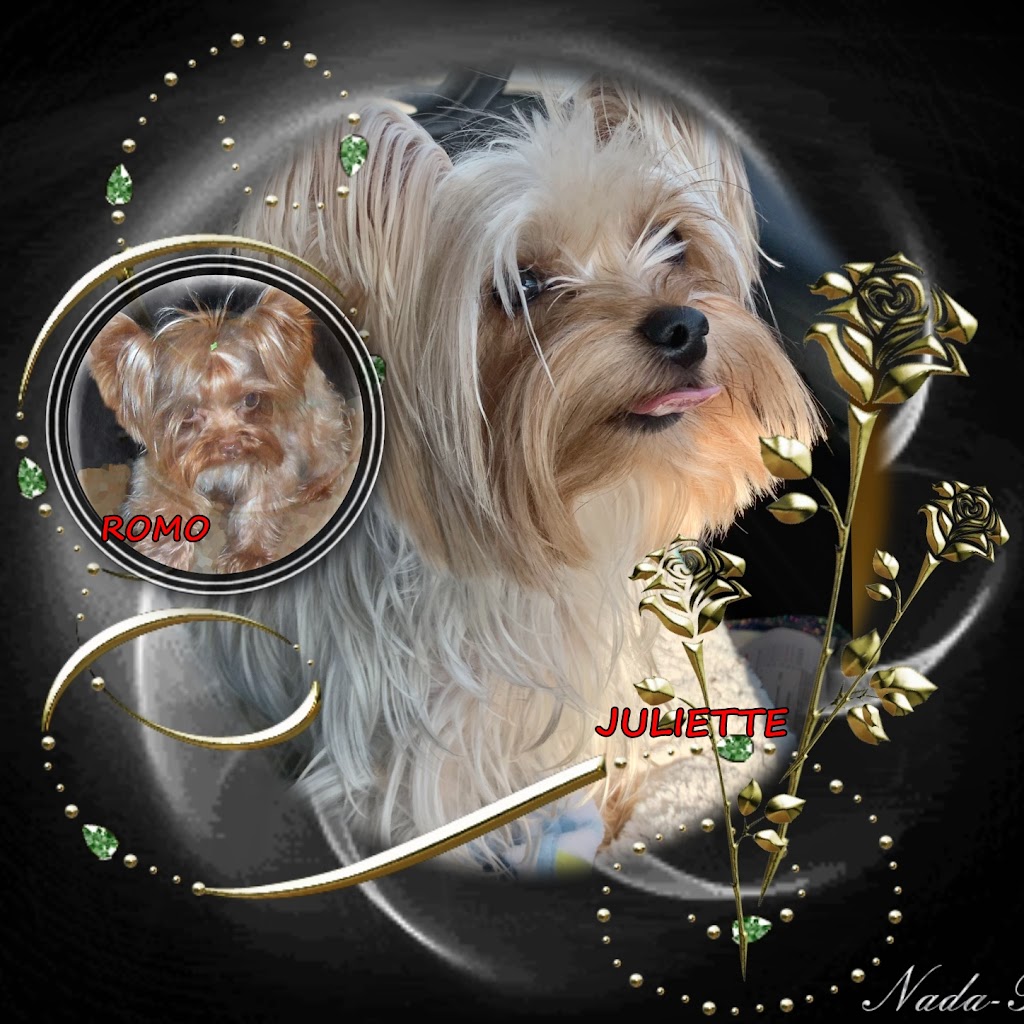 Yorkies By Cheri | 3705 FM 902, Gainesville, TX 76240, USA | Phone: (940) 372-8868