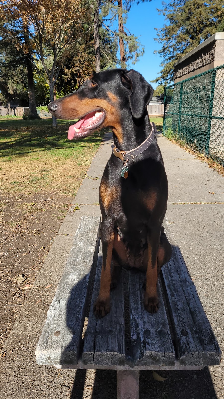 Baldwin Dog Park | 2750 Parkside Cir, Concord, CA 94519, USA | Phone: (925) 671-3404