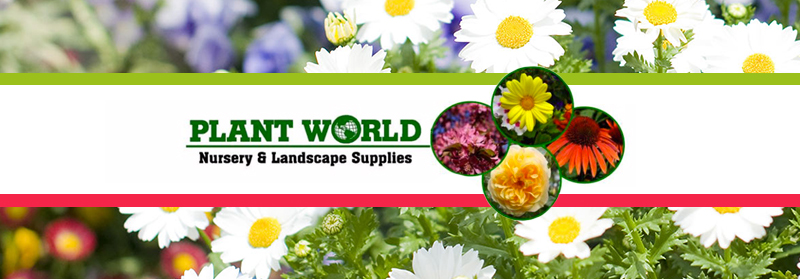 Plant World | 250 El Pueblo Rd NE, Albuquerque, NM 87113, USA | Phone: (505) 898-9627